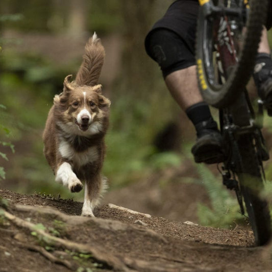 Exploring Dog-Friendly Trails: A Guide to Finding the Best Routes for Outdoor Adventures