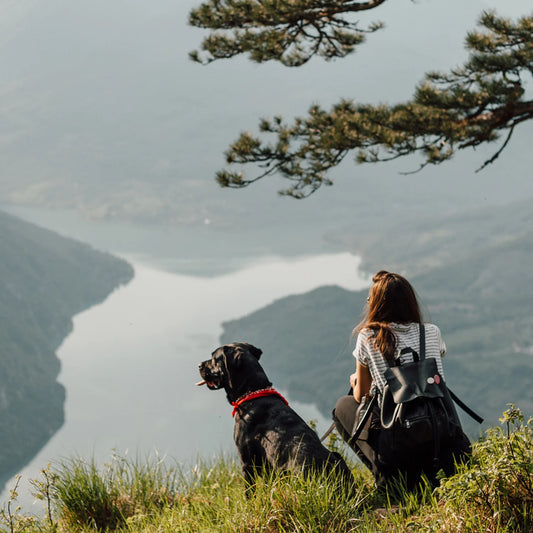 Spotlight on Safety: How to Keep Your Dog Safe During Outdoor Excursions